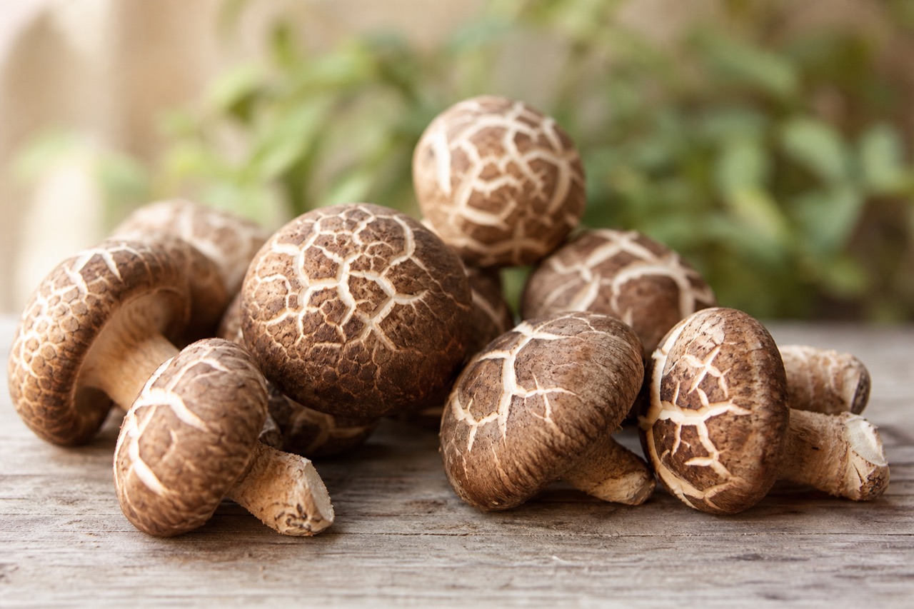 Shiitake